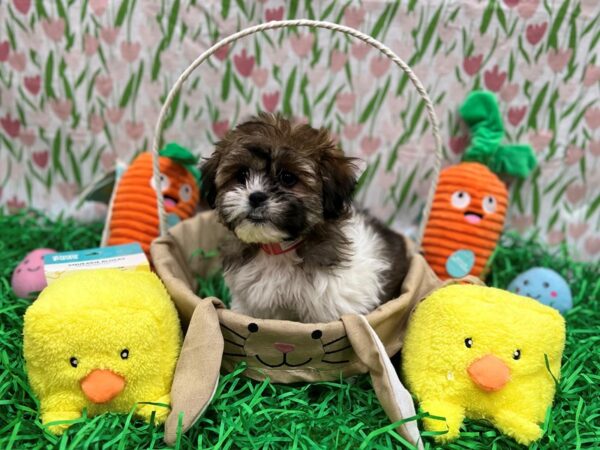 Bichon Frise/Shih Tzu Dog Female Brindle and White 26384 Petland Las Vegas, Nevada