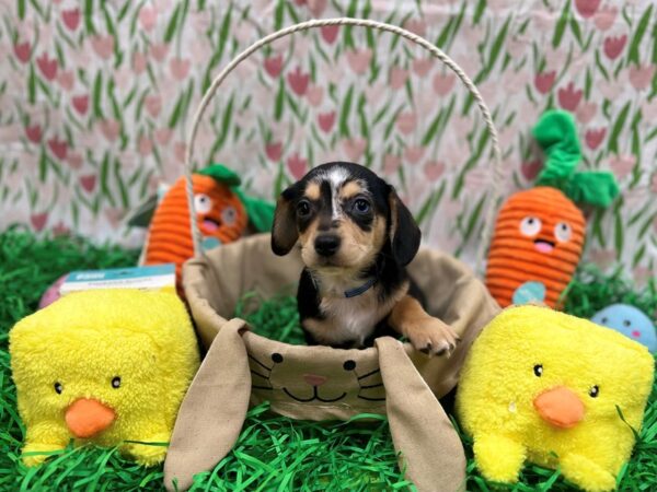 Chihuahua/Dachshund-Dog-Male-Black / Tan-26405-Petland Las Vegas, Nevada