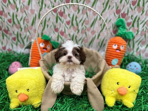 Shih Tzu Dog Female Liver / White 26404 Petland Las Vegas, Nevada