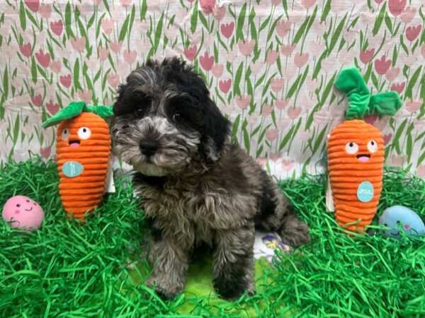 Poodle/Soft Coated Wheaten Terrier Dog Male Blue Merle 26408 Petland Las Vegas, Nevada