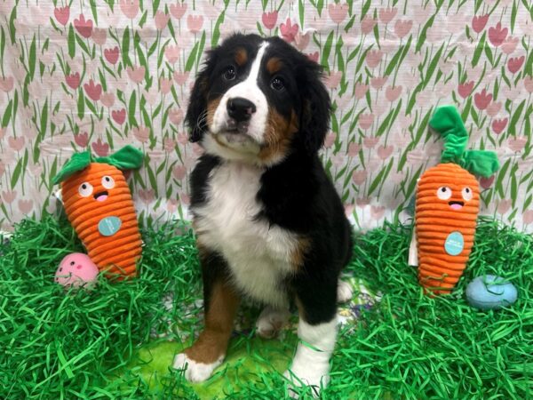 F1B Bernedoodle-Dog-Female-Black / Tan-26399-Petland Las Vegas, Nevada