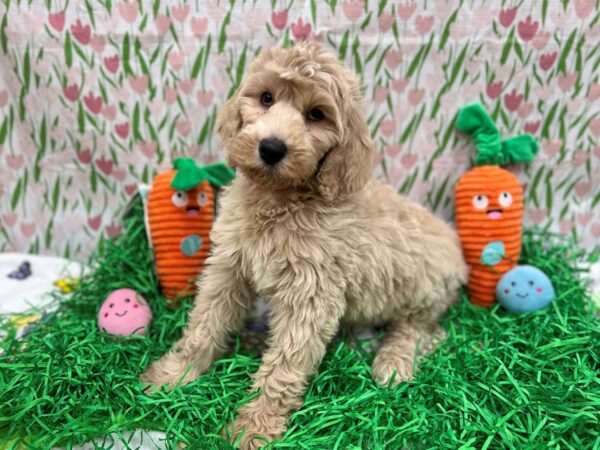 F1B Goldendoodle-Dog-Female-Lt Golden-26415-Petland Las Vegas, Nevada