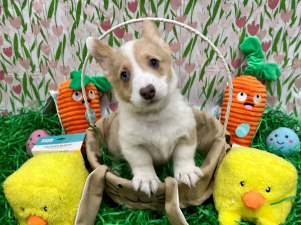 Cardigan Welsh Corgi/Pembroke Welsh Corgi-Dog-Male-Red & White-26412-Petland Las Vegas, Nevada