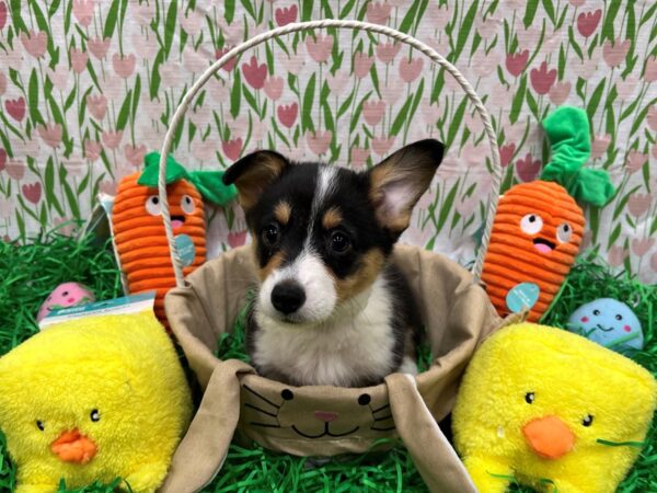 Cardigan Welsh Corgi/Pembroke Welsh Corgi-Dog-Female-Tri-Color-26413-Petland Las Vegas, Nevada