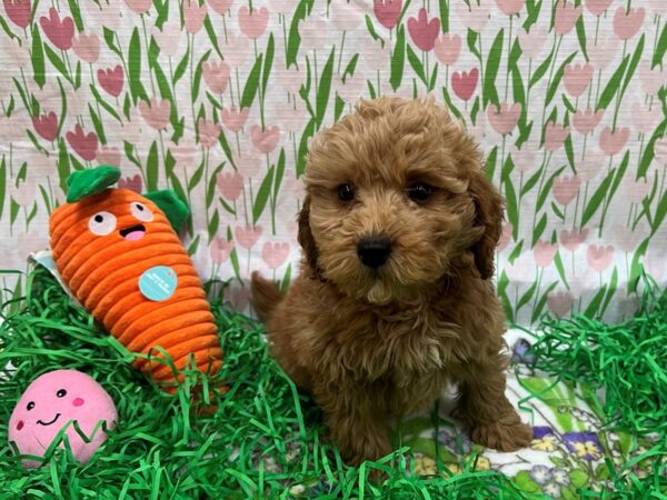 F1B Mini Goldendoodle Dog Female Golden 26410 Petland Las Vegas, Nevada