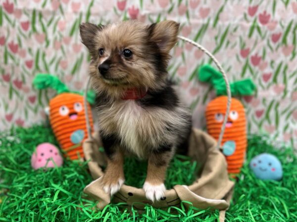 Pomeranian Dog Female Blue Merle 26385 Petland Las Vegas, Nevada