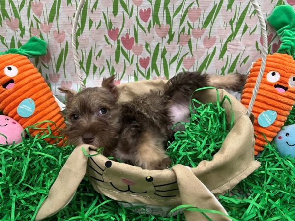 Miniature Schnauzer Dog Female Liver and Pepper 26389 Petland Las Vegas, Nevada