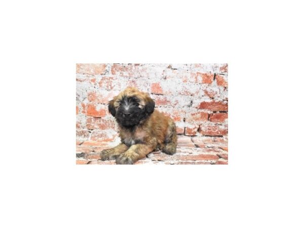 Soft Coated Wheaten Terrier-Dog-Male-Wheaten-26423-Petland Las Vegas, Nevada