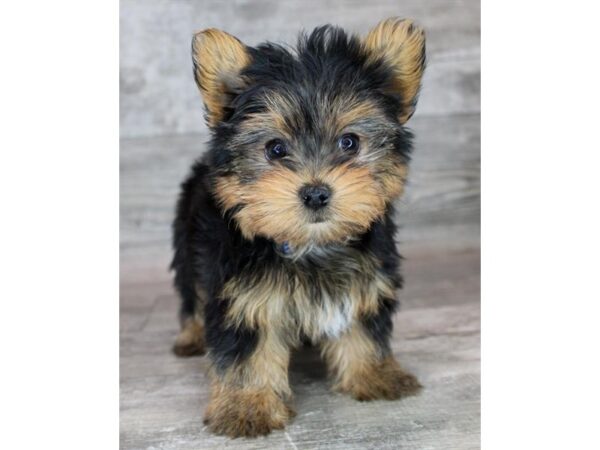 Yorkshire Terrier Dog Female Black / Tan 26438 Petland Las Vegas, Nevada