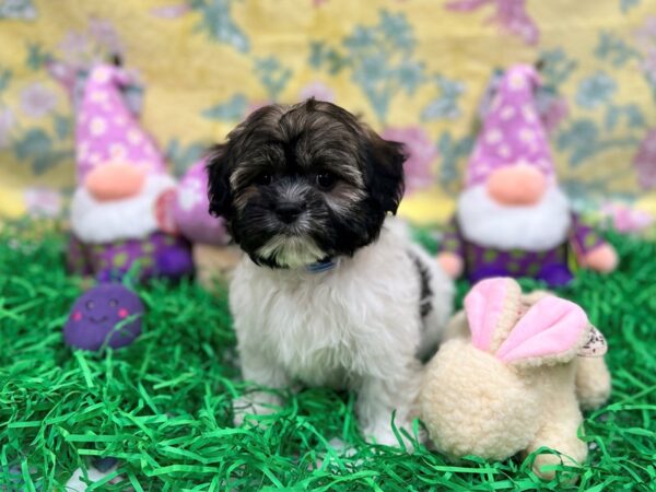 Havanese-Dog-Male-Fawn Sable-26434-Petland Las Vegas, Nevada