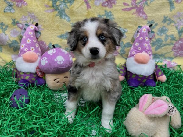 Miniature Australian Shepherd-Dog-Female-Blue Merle-26439-Petland Las Vegas, Nevada