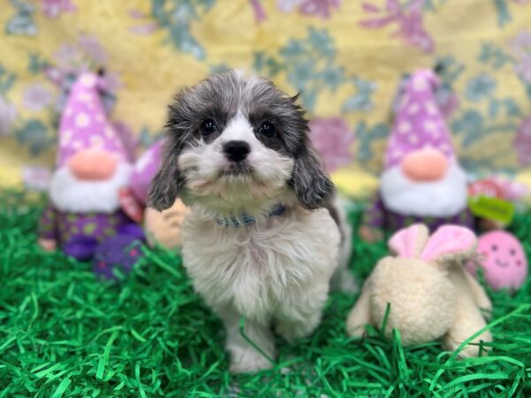 Cavalier King Charles Spaniel/Poodle-Dog-Male-Blue Merle-26441-Petland Las Vegas, Nevada