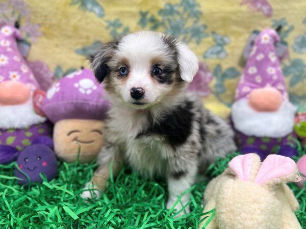 Miniature American Shepherd-Dog-Female-Blue Merle White and Tan-26424-Petland Las Vegas, Nevada