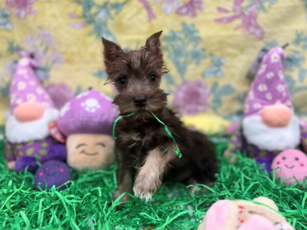 Miniature Schnauzer-Dog-Female-Liver and Pepper-26418-Petland Las Vegas, Nevada