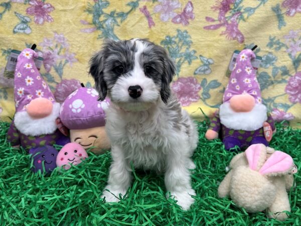 Cocker Spaniel/Poodle-Dog-Female-White / Blue Merle-26427-Petland Las Vegas, Nevada