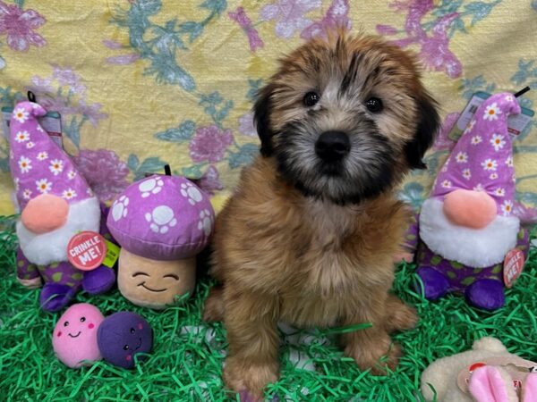 Soft Coated Wheaten Terrier-Dog-Female-Wheaten-26437-Petland Las Vegas, Nevada