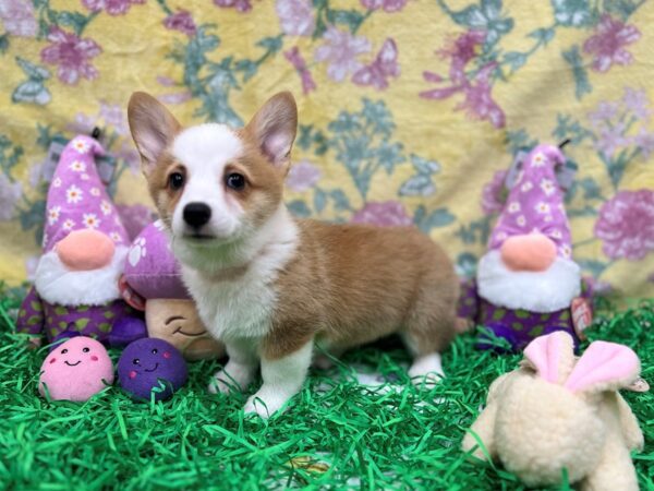 Pembroke Welsh Corgi-Dog-Female-Red-26419-Petland Las Vegas, Nevada