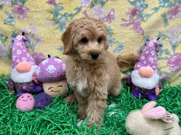 F1B Mini Goldendoodle-Dog-Male-Golden-26426-Petland Las Vegas, Nevada