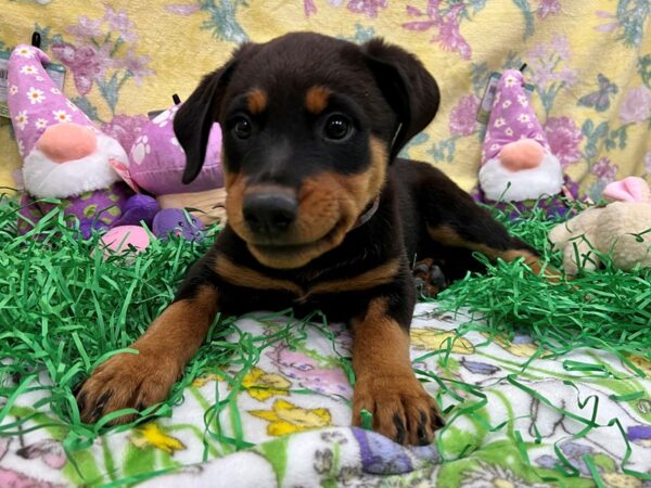 Rottweiler-Dog-Female-Black and Mahogany-26421-Petland Las Vegas, Nevada