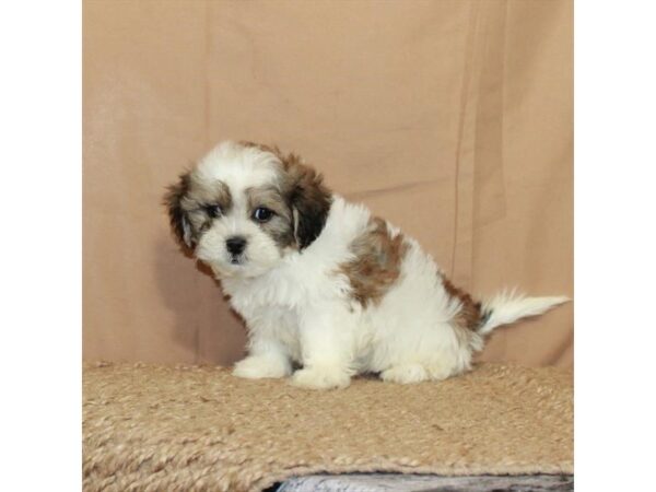 Poodle/Shih Tzu-Dog-Male-White / Gold-26460-Petland Las Vegas, Nevada