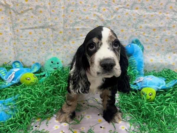 Cocker Spaniel-Dog-Male-Blue Merle / Tan-26461-Petland Las Vegas, Nevada