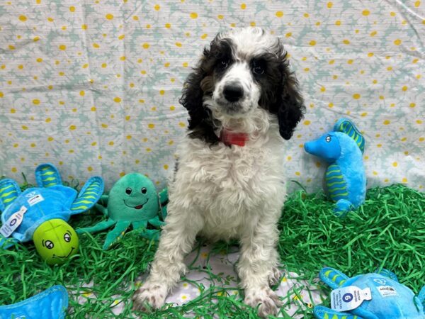 Standard Poodle-Dog-Female-White / Red Sable-26454-Petland Las Vegas, Nevada