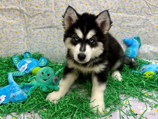 Siberian Husky Dog Male Black and White 26448 Petland Las Vegas, Nevada