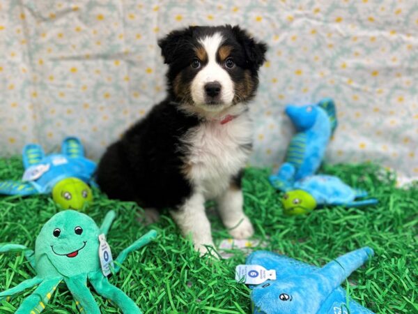 Miniature American Shepherd-Dog-Female-Tri-Color-26469-Petland Las Vegas, Nevada