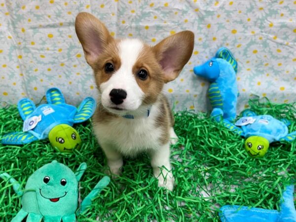 Pembroke Welsh Corgi-Dog-Male-Sable-26446-Petland Las Vegas, Nevada
