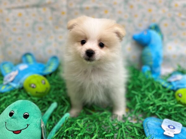 Pomeranian-Dog-Male-White-26463-Petland Las Vegas, Nevada