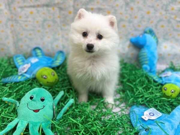 American Eskimo Dog-Dog-Male-White-26465-Petland Las Vegas, Nevada