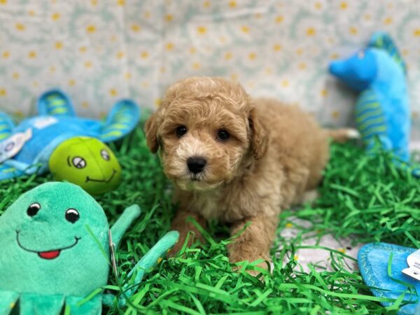 Bichon Frise/Poodle-Dog-Male-Apricot-26459-Petland Las Vegas, Nevada