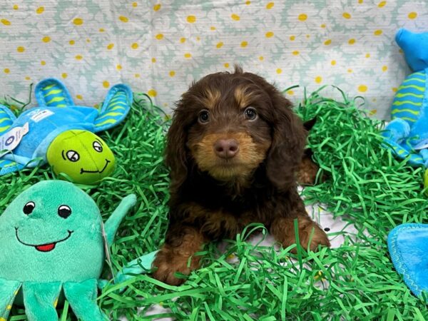 Dachshund-Dog-Male-Chocolate / Tan-26462-Petland Las Vegas, Nevada