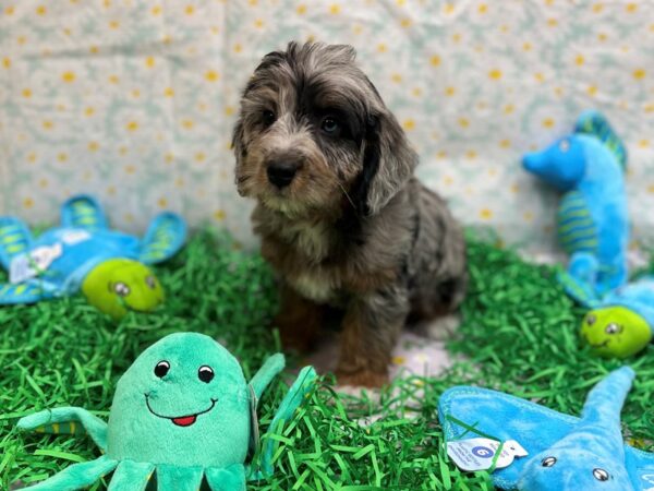 F1B Mini Labradoodle-Dog-Female-Blue Merle / Tan-26456-Petland Las Vegas, Nevada