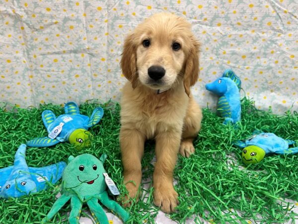 Golden Retriever-Dog-Male-Golden-26478-Petland Las Vegas, Nevada