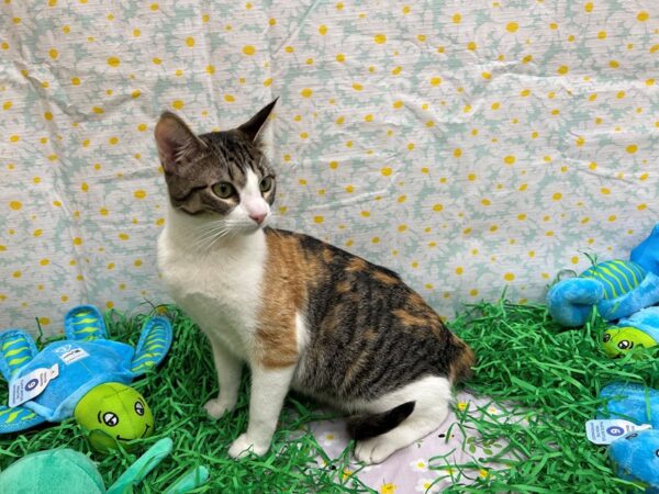 Domestic Short Hair-Cat-Female-Calico-26443-Petland Las Vegas, Nevada