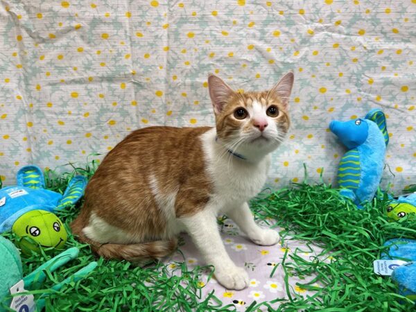 Domestic Short Hair-Cat-Male-Orange & White-26442-Petland Las Vegas, Nevada