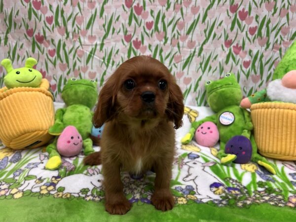 Cavalier King Charles Spaniel Dog Female Ruby 26280 Petland Las Vegas, Nevada