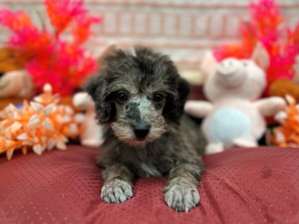 Poodle Dog Male Blue Merle 26291 Petland Las Vegas, Nevada