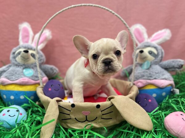 French Bulldog-Dog-Female-Cream-26333-Petland Las Vegas, Nevada