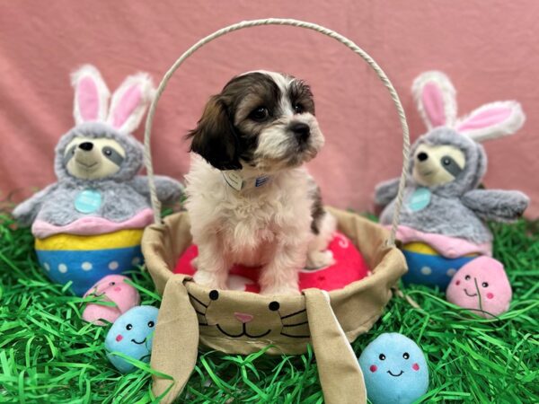 [#26322] Gold and White Male Bichon Frise/Shih Tzu Puppies For Sale