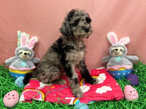 F1B Goldendoodle-Dog-Female-Merle-26346-Petland Las Vegas, Nevada