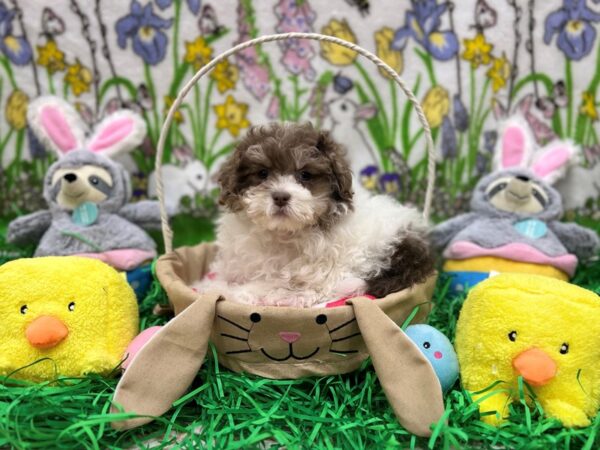 Havanese Dog Female Lilac 26362 Petland Las Vegas, Nevada