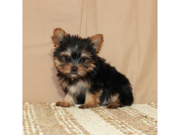[#26396] Black / Tan Female Yorkshire Terrier Puppies For Sale