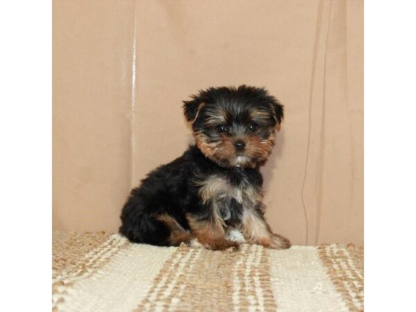 [#26397] Black / Tan Male Yorkshire Terrier Puppies For Sale