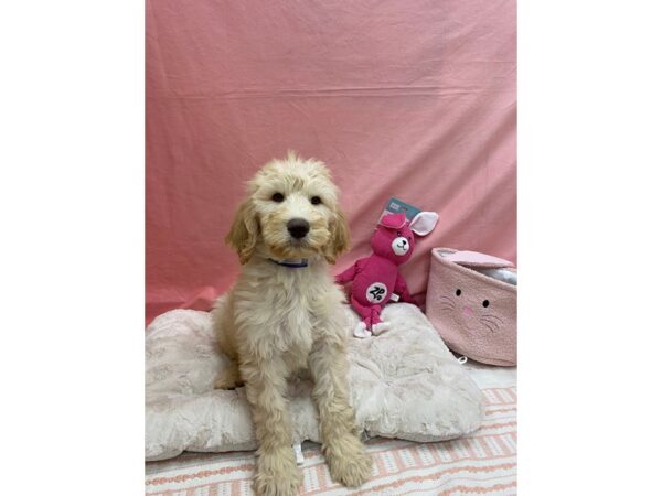 F1B Goldendoodle-Dog-Male--26376-Petland Las Vegas, Nevada