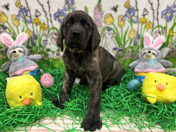 English Mastiff Dog Female Brindle 26350 Petland Las Vegas, Nevada