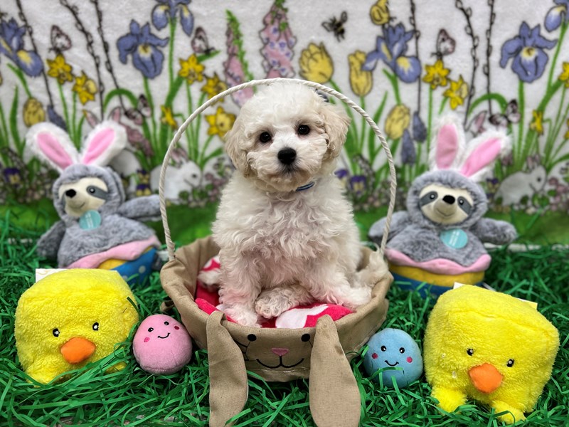 Bichon Frise/Poodle - 26347 Image #1