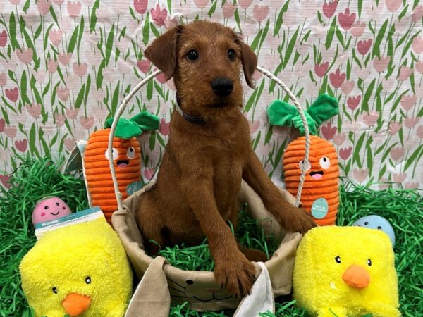 [#26388] Red Wheaten Male Irish Terrier Puppies For Sale