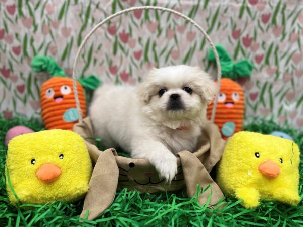 Pekingese Dog Female Biscuit 26390 Petland Las Vegas, Nevada